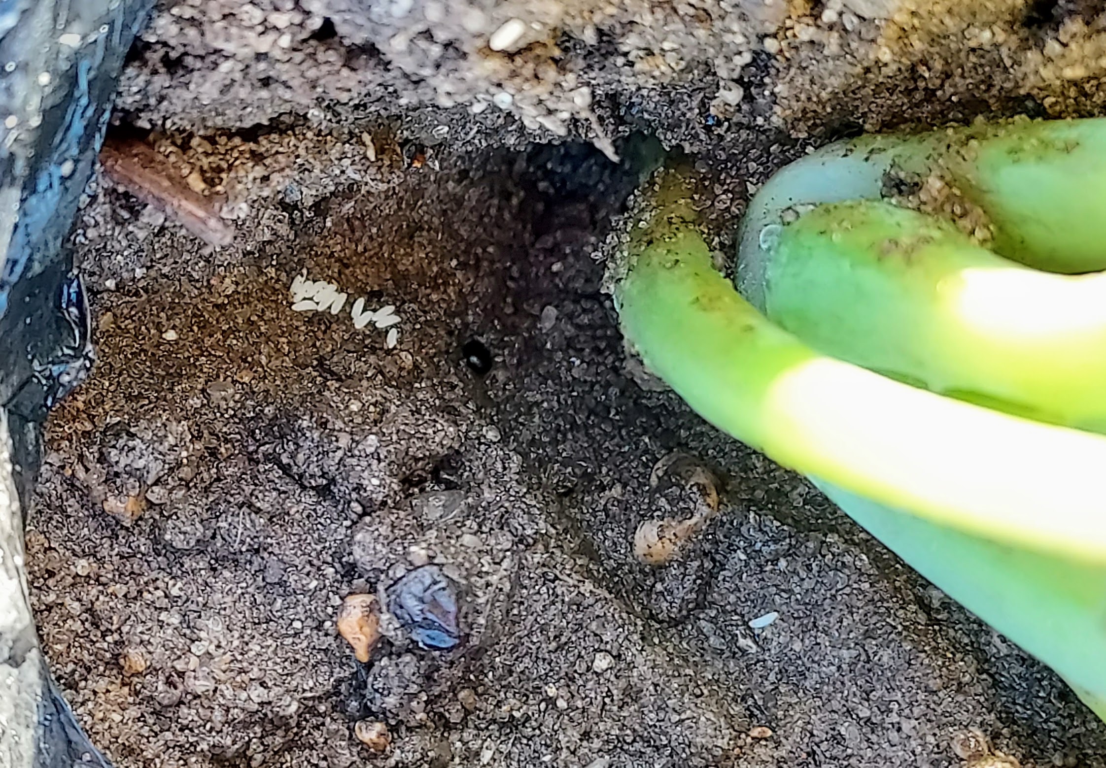 Cabbage maggot eggs.